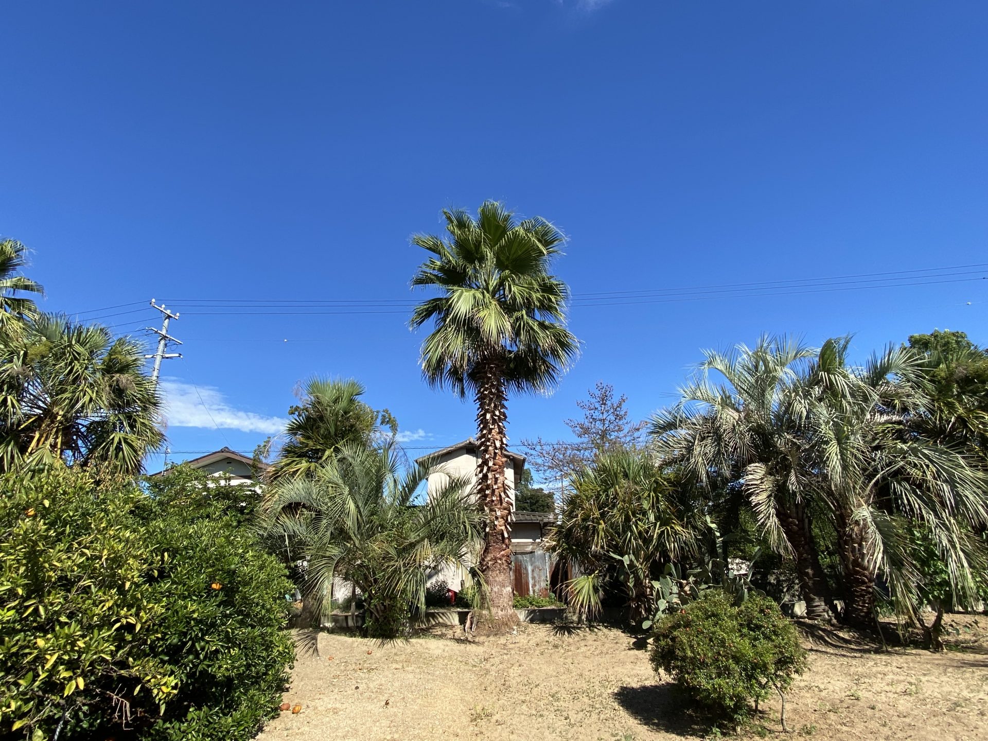 ヤシの木 アーカイブ - ヤシの木 販売のパームガーデン 四国・瀬戸内海